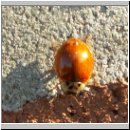Harmonia axyridis - Asiatischer Marienkaefer 24.jpg